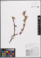 Foto von Salix caprea L.